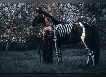 Media sangre polaco, Yegua, 12 años, 166 cm, Castaño oscuro