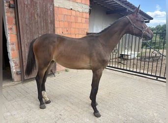 Media sangre polaco, Yegua, 1 año, 158 cm, Castaño