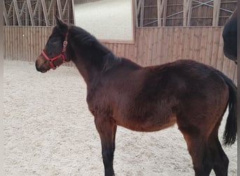 Media sangre polaco, Yegua, 1 año, 160 cm