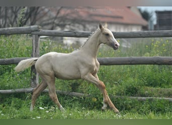 Media sangre polaco, Yegua, 1 año, 165 cm, Palomino