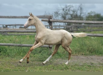 Media sangre polaco, Yegua, 1 año, 165 cm, Palomino