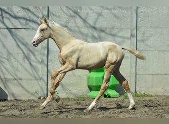 Media sangre polaco, Yegua, 1 año, 165 cm, Palomino