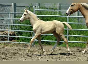 Media sangre polaco, Yegua, 1 año, 165 cm, Palomino