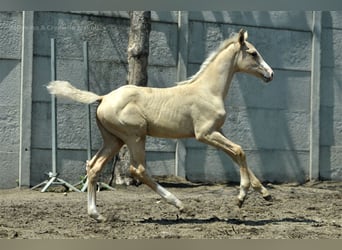 Media sangre polaco, Yegua, 1 año, 165 cm, Palomino