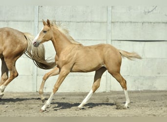 Media sangre polaco, Yegua, 1 año, 168 cm, Palomino