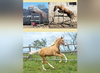 Media sangre polaco, Yegua, 1 año, 168 cm, Palomino