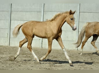 Media sangre polaco, Yegua, 1 año, 168 cm, Palomino