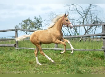 Media sangre polaco, Yegua, 1 año, 168 cm, Palomino