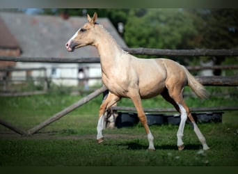 Media sangre polaco, Yegua, 1 año, 168 cm, Palomino