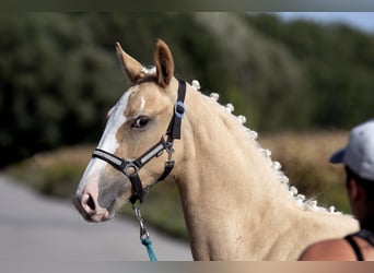 Media sangre polaco, Yegua, 1 año, 168 cm, Palomino