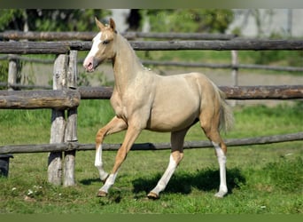 Media sangre polaco, Yegua, 1 año, 168 cm, Palomino