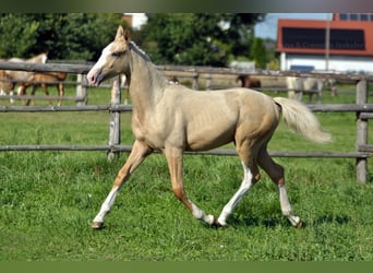 Media sangre polaco, Yegua, 1 año, 168 cm, Palomino