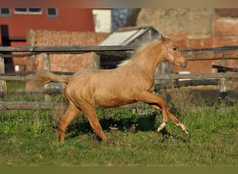 Media sangre polaco, Yegua, 1 año, 168 cm, Palomino