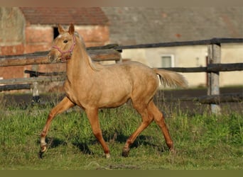 Media sangre polaco, Yegua, 1 año, 168 cm, Palomino