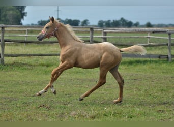 Media sangre polaco, Yegua, 1 año, 168 cm, Palomino