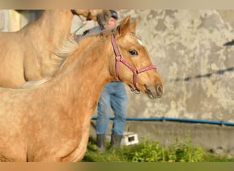 Media sangre polaco, Yegua, 1 año, 168 cm, Palomino