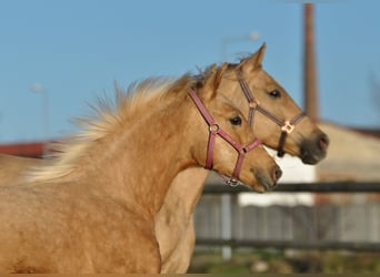 Media sangre polaco, Yegua, 1 año, 168 cm, Palomino