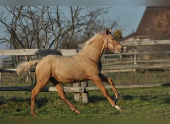 Media sangre polaco, Yegua, 1 año, 168 cm, Palomino