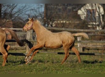 Media sangre polaco, Yegua, 1 año, 168 cm, Palomino