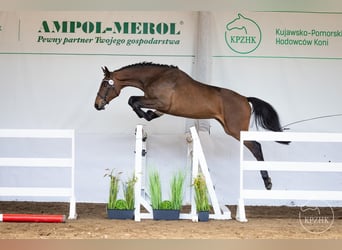 Media sangre polaco, Yegua, 2 años, 160 cm, Castaño