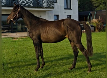 Media sangre polaco, Yegua, 2 años, 160 cm, Castaño oscuro