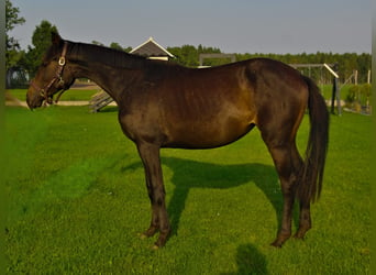 Media sangre polaco, Yegua, 2 años, 160 cm, Castaño oscuro