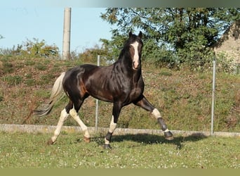 Media sangre polaco, Yegua, 2 años, 160 cm, Castaño oscuro