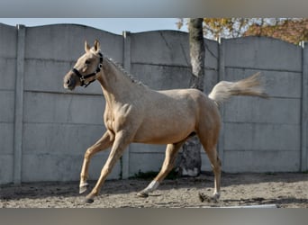 Media sangre polaco, Yegua, 2 años, 160 cm, Palomino