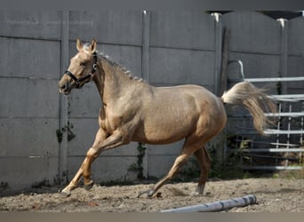 Media sangre polaco, Yegua, 2 años, 160 cm, Palomino