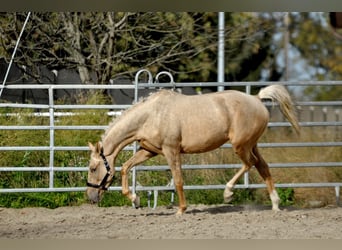 Media sangre polaco, Yegua, 2 años, 160 cm, Palomino