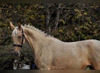 Media sangre polaco, Yegua, 2 años, 160 cm, Palomino