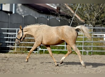 Media sangre polaco, Yegua, 2 años, 160 cm, Palomino