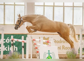 Media sangre polaco, Yegua, 2 años, 160 cm, Palomino