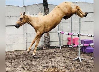 Media sangre polaco, Yegua, 2 años, 160 cm, Palomino