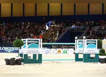 Media sangre polaco, Yegua, 2 años, 164 cm, Palomino