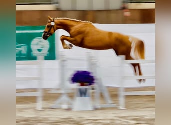 Media sangre polaco, Yegua, 2 años, 164 cm, Palomino