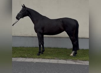Media sangre polaco, Yegua, 3 años, 160 cm, Negro