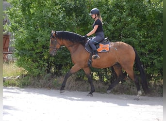 Media sangre polaco, Yegua, 4 años, 166 cm, Castaño