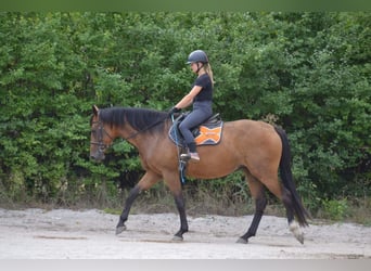 Media sangre polaco, Yegua, 4 años, 166 cm, Castaño