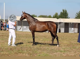 Media sangre polaco, Yegua, 4 años, 167 cm, Castaño oscuro