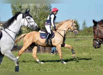 Media sangre polaco, Yegua, 4 años, 168 cm, Palomino