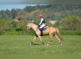 Media sangre polaco, Yegua, 4 años, 168 cm, Palomino