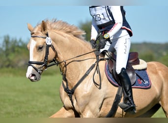 Media sangre polaco, Yegua, 4 años, 168 cm, Palomino