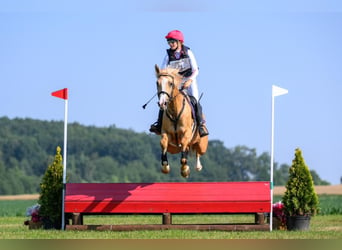 Media sangre polaco, Yegua, 4 años, 168 cm, Palomino