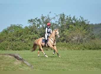 Media sangre polaco, Yegua, 4 años, 168 cm, Palomino