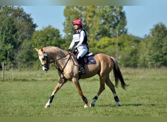 Media sangre polaco, Yegua, 4 años, 168 cm, Palomino