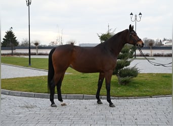 Media sangre polaco, Yegua, 6 años, 162 cm, Castaño