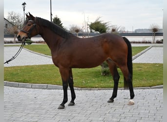 Media sangre polaco, Yegua, 6 años, 162 cm, Castaño