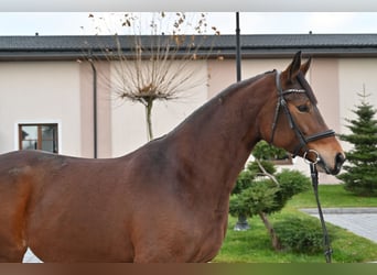 Media sangre polaco, Yegua, 6 años, 162 cm, Castaño