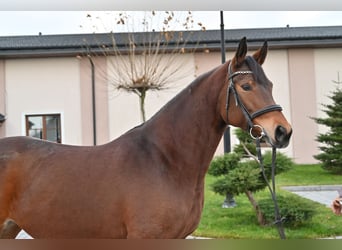 Media sangre polaco, Yegua, 6 años, 162 cm, Castaño